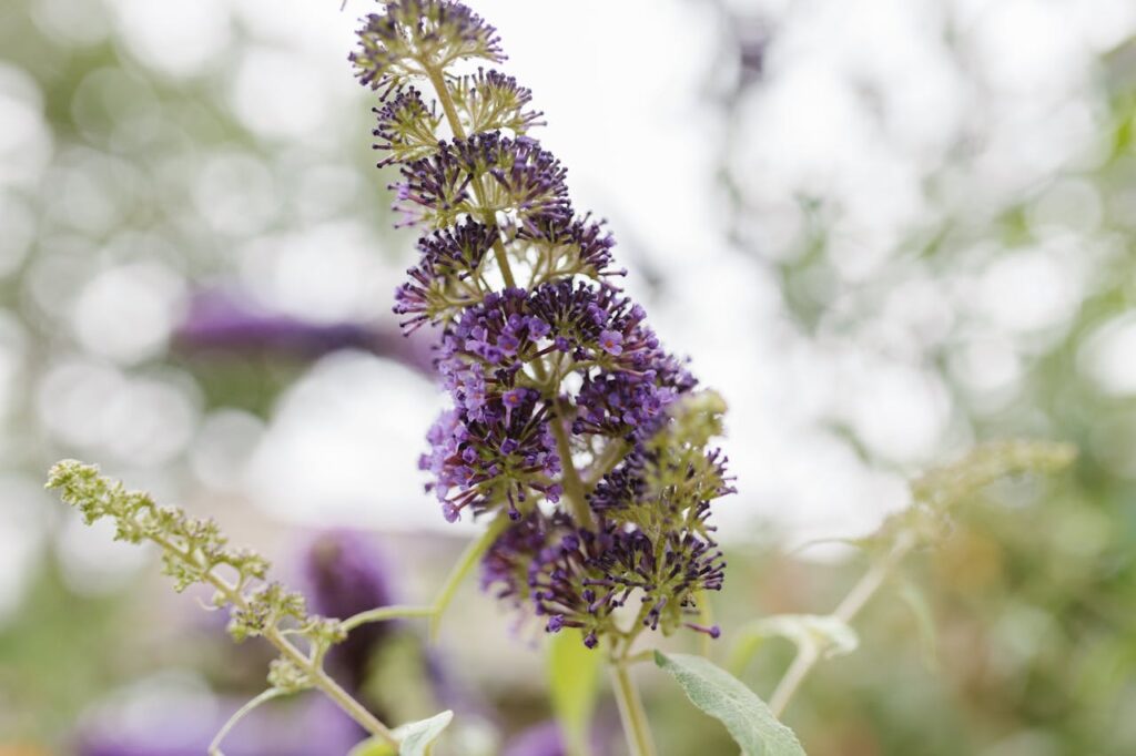 Buddleja snoeien voor een volle en gezonde vlinderstruik