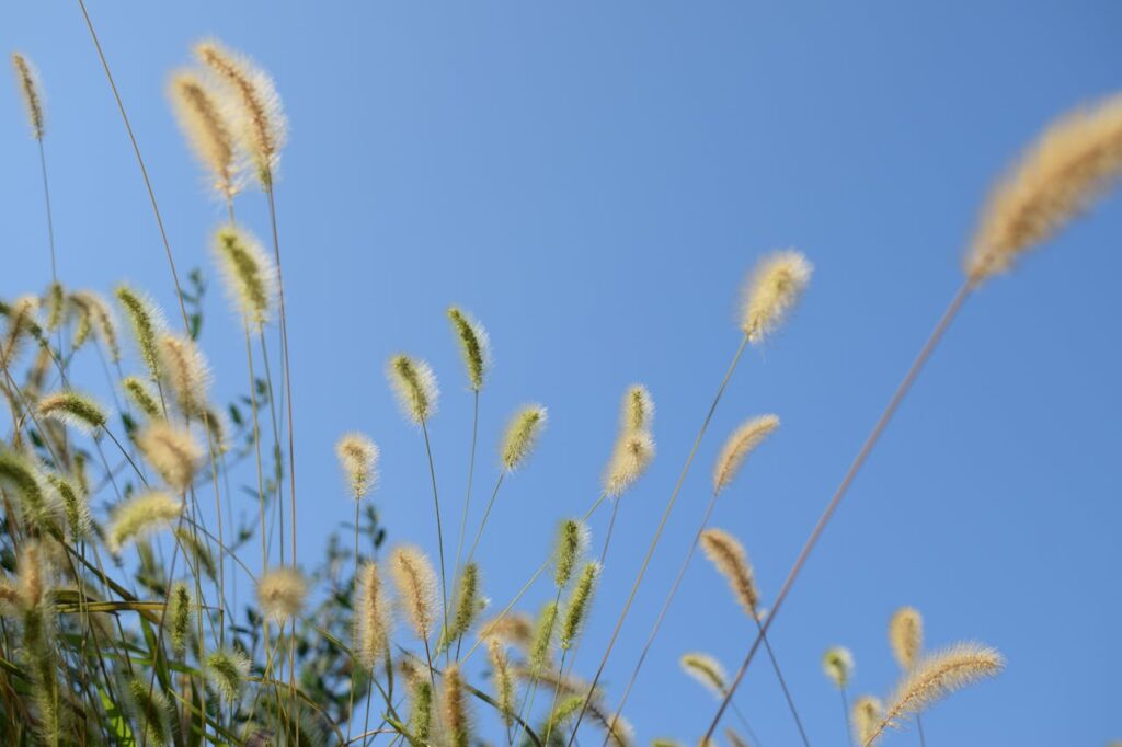 Siergras snoeien voor een mooie tuin het hele jaar door