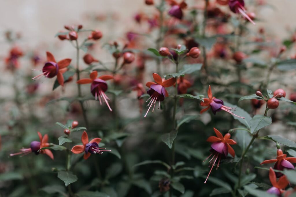 Fuchsia snoeien: alles voor een gezonde en bloeiende plant