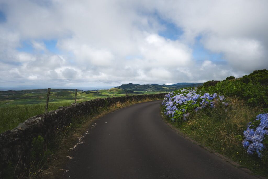 Het juiste moment om je hortensia te snoeien
