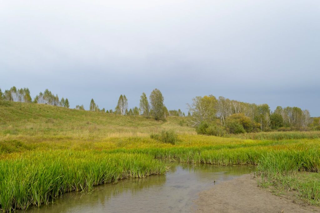 Grassen snoeien voor een mooie en gezonde tuin