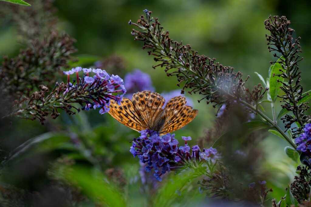De beste tijd om de vlinderstruik te snoeien en gezond te houden