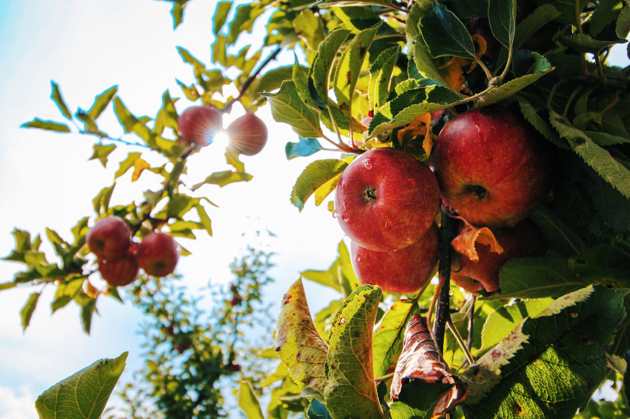 Gezonde en sterke appelbomen door goed snoeien