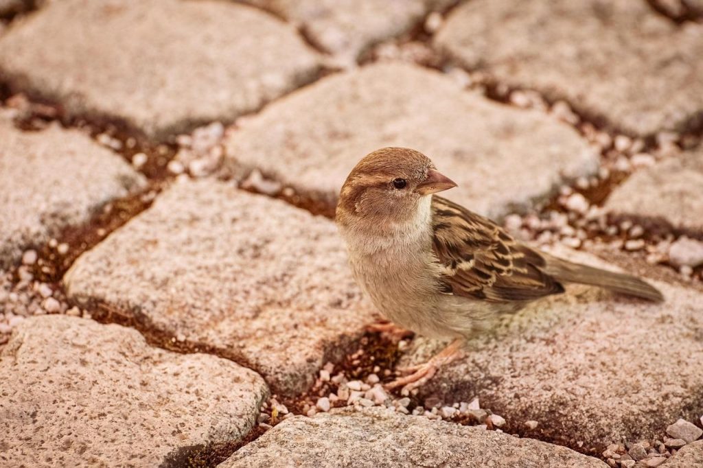 Een tuin met kleine tegeltjes goed onderhouden