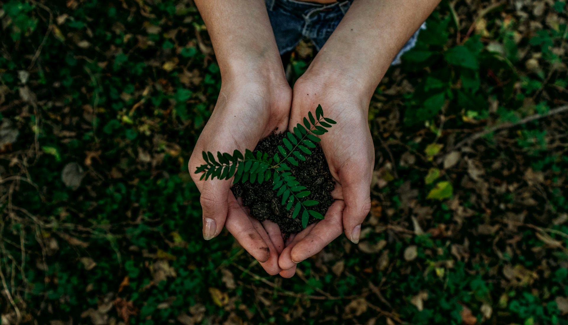 Wanneer is het beste moment om nieuwe planten in je tuin te zetten?