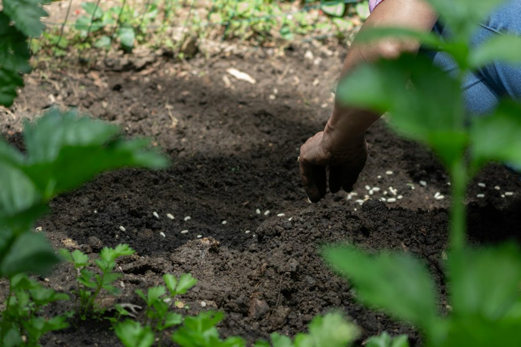 Welke grond gebruik je waar? Zo kies je de juiste bodem voor pot, bak en moestuin Je plant alles netjes op tijd, je geeft trouw water, en toch blijft die courgette achter of hangt je geranium er binnen een maand bij alsof het oktober is. Negen van de tien keer zit het probleem niet boven de grond, maar erin. De keuze tussen potgrond, tuinaarde en speciale moestuingrond maakt meer verschil dan welk zakje mest je er later overheen strooit. Waarom grond geen grond is Alles wat in een zak of op een pallet zit, heeft een eigen opbouw. Potgrond is luchtig en licht, bedoeld voor planten in een afgesloten bak waar water weg moet kunnen maar vocht ook vastgehouden moet worden. Tuinaarde is zwaarder en voedingsrijker, gemaakt om de volle grond te verbeteren of een stuk tuin op te hogen. Moestuingrond zit daar tussenin: structuurrijk genoeg voor wortels, met een voedingsniveau dat is afgestemd op groenten die in één seizoen veel moeten presteren. Gebruik je de verkeerde soort, dan merk je dat vrij snel. Tuinaarde in een plantenbak klinkt in tot een zware koek waar water bovenop blijft staan. Potgrond in de volle grond spoelt juist uit en verdwijnt binnen een paar seizoenen. Het zijn geen rampen, maar het kost je groei, bloei en geduld. Potten, bakken en kuipen Voor alles wat in een pot staat — van de olijfboom op het terras tot de stekjes op de vensterbank — werk je met potgrond. Let bij de aanschaf op drie dingen: Structuur: hij moet luchtig aanvoelen en niet samenklonteren als je er een handvol van samenknijpt. Voeding: de meeste potgronden bevatten voeding voor ongeveer zes tot acht weken. Daarna moet je zelf bijvoeden. Turfvrij of niet: turfvrije mengsels op basis van houtvezel, kokos en compost werken prima, maar drogen vaak iets sneller uit. Houd daar rekening mee bij je gietbeurten. Voor gemengde borders in bakken, eenjarige zomerbloeiers, kuipplanten en kamerplanten volstaat Universele potgrond ruimschoots. Vul je pot niet tot de rand: laat twee tot drie centimeter over, zodat water bij het gieten de tijd krijgt om in te trekken in plaats van over de rand te lopen. En leg onderin een laagje hydrokorrels of grof grind als de pot maar één klein gaatje heeft. Vergeet het verpotmoment niet Een plant die al twee jaar in dezelfde pot staat, zit in uitgeput materiaal. De structuur is ingeklonken, de voeding weg en de wortels draaien rondjes. Verpotten in het vroege voorjaar, één maat groter, met verse grond en een derde van de oude kluit losgemaakt: dat doet vaak meer dan welke plantenvoeding ook. De moestuin en de verhoogde bak Groenten vragen iets anders. Ze groeien hard, wortelen diep en halen in korte tijd veel voeding uit de bodem. Een verhoogde moestuinbak of kweekbak vul je daarom niet met gewone potgrond, maar met een mengsel dat daarop is afgestemd. Moestuingrond is meestal biologisch en vaak RHP-gecertificeerd, met een voedingsbalans die past bij eetbare gewassen en een structuur die ook na een natte zomer niet dichtslaat. Reken voor je bestelt even uit hoeveel je nodig hebt. Een bak van 120 bij 120 centimeter met een vulhoogte van 20 centimeter vraagt ongeveer 300 liter. Dat zijn al snel zeven zakken van veertig liter — en dan heb je er pas één gevuld. Wie meerdere bakken vult of een stuk tuin ophoogt, komt daarom vaak uit bij een halve of hele pallet die tot aan de oprit wordt gebracht. Partijen als Tuinshop hebben zich juist op dat volumesegment gericht, simpelweg omdat sjouwen met losse zakken vanaf de bouwmarkt na de derde rit geen hobby meer is. Lagen in een hoge bak Is je bak dieper dan dertig centimeter? Vul dan niet alles met dure grond. Leg onderin een laag grove takken, snoeihout of boomschors, daarboven compost of oude bladaarde, en de bovenste 25 tot 30 centimeter moestuingrond. Dat scheelt volume, zorgt voor drainage en levert op termijn extra voeding op als de onderste laag verteert. Volle grond: niet vervangen, maar verbeteren In de border werkt het anders. Daar gooi je geen nieuwe grond overheen, maar verbeter je wat er al ligt. Zware klei wordt luchtiger met compost, grof zand en tuinturf. Droge zandgrond houdt meer vocht vast als je er jaarlijks een laag compost of oude mest overheen harkt. Werk dat ondiep in, of laat het gewoon liggen — bodemleven doet het mengwerk voor je. Een praktische vuistregel: één tot twee centimeter compost per jaar over je borders is genoeg. Meer is niet beter, want een overmaat aan voeding geeft slappe, bladrijke planten die gevoeliger zijn voor luis en meeldauw. Hoe je dit seizoen begint Loop voordat je iets bestelt je tuin rond met een notitieblok. Noteer hoeveel potten je gaat vullen, welke bakken leeg zijn en welke stukken border een opknapbeurt verdienen. Reken de inhoud om in liters, tel er tien procent bij op voor inklinking en bestel dan pas. Zo voorkom je dat je halverwege het weekend met een halfgevulde moestuinbak staat, en weet je zeker dat elke plant staat in precies wat hij nodig heeft.
