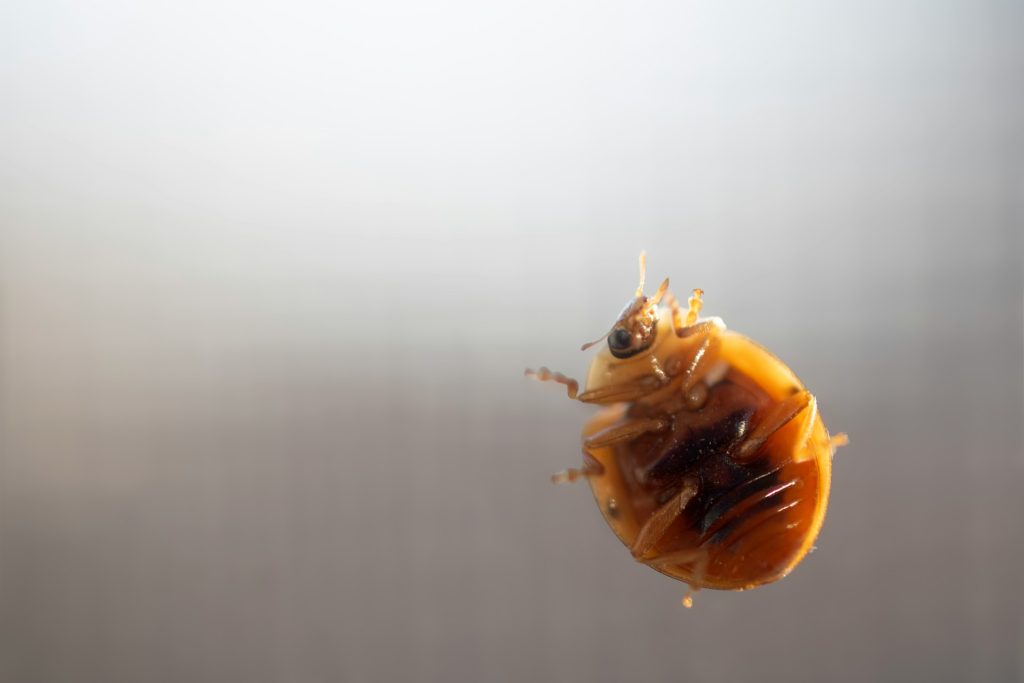 Witte springende beestjes in je potgrond: onschuldige opruimers of een echte plaag?